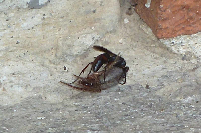 Pompilidae a caccia